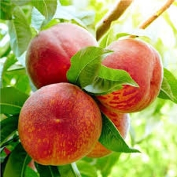 Prunus persica - Harvester Peach