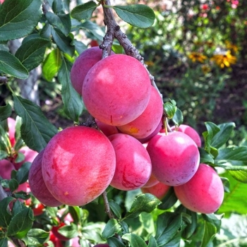 Prunus salicina - Bruce Plum