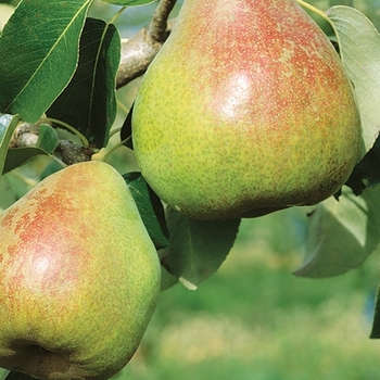Pyrus - Kieffer Pear