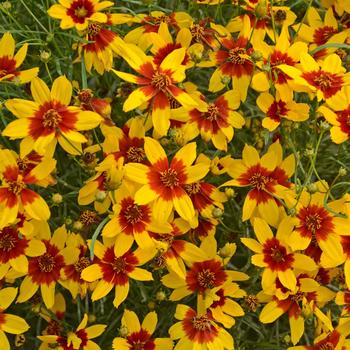 Coreopsis (Tickweed) - Sizzle & Spice® 'Curry Up'