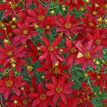 Coreopsis (Tickweed) - Sizzle & Spice® 'Hot Paprika'