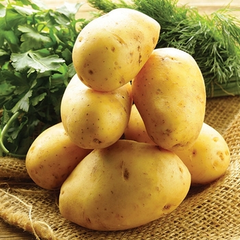 Solanum tuberosum - 'Yukon Gold' Seed Potato