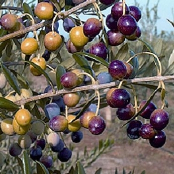 Olea europaea - Arbequina Fruiting Olive