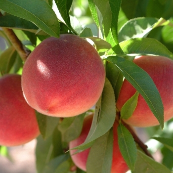 Prunus persica - Florida King Peach