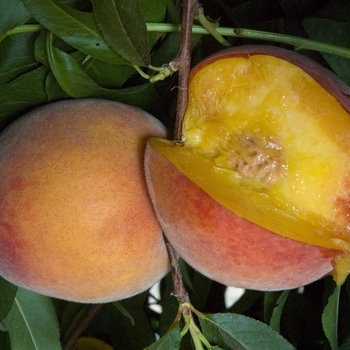 Prunus persica - Junegold Peach