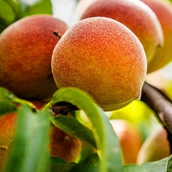 Prunus persica - Sam Houston peach