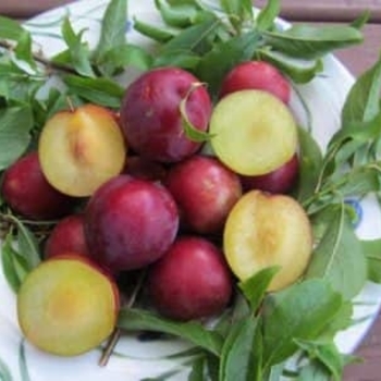 Prunus salicina - Scarlet Beauty Plum