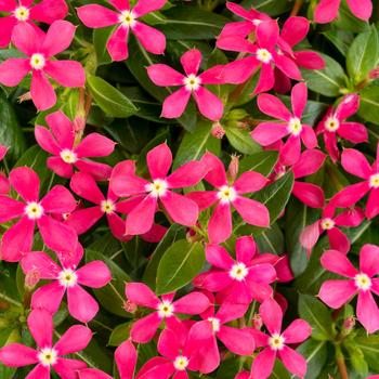 Catharanthus (Vinca) - Soiree kawaii® Coral