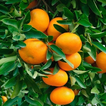 Citrus reticulata - Dancy Tangerine