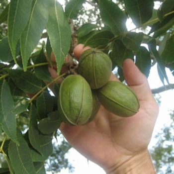Carya illinoinensis - Desirable Pecan