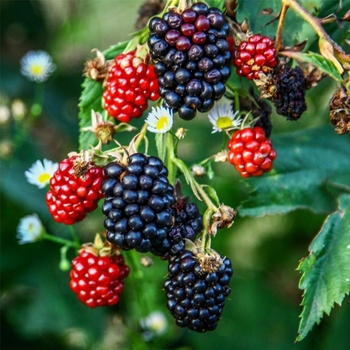 Rubus - Ponca Blackberry