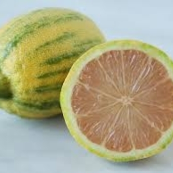Citrus limon - Pink Variegated Eureka Lemon