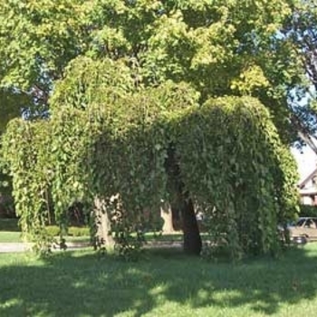 Morus alba - Weeping Mulberry