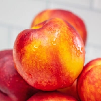 Prunus persica - Smooth Zest 1 Nectarine