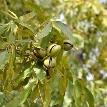 Carya illinoinensis - 'Pawnee' Pecan