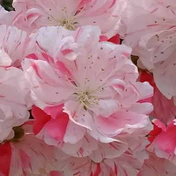 Prunus persica - Peppermint Peach
