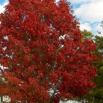 Quercus shumardii - Shumard Red Oak