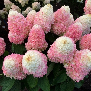 Hydrangea paniculata - Lot-A-Love™ Pink
