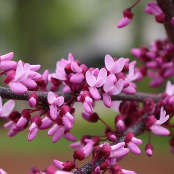Cercis canadensis - Midnight Express® Redbud