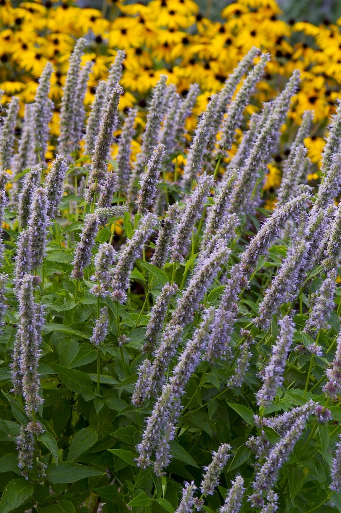 Anise Hyssop - Agastache 'Blue Fortune' from Roots Garden Center Inc