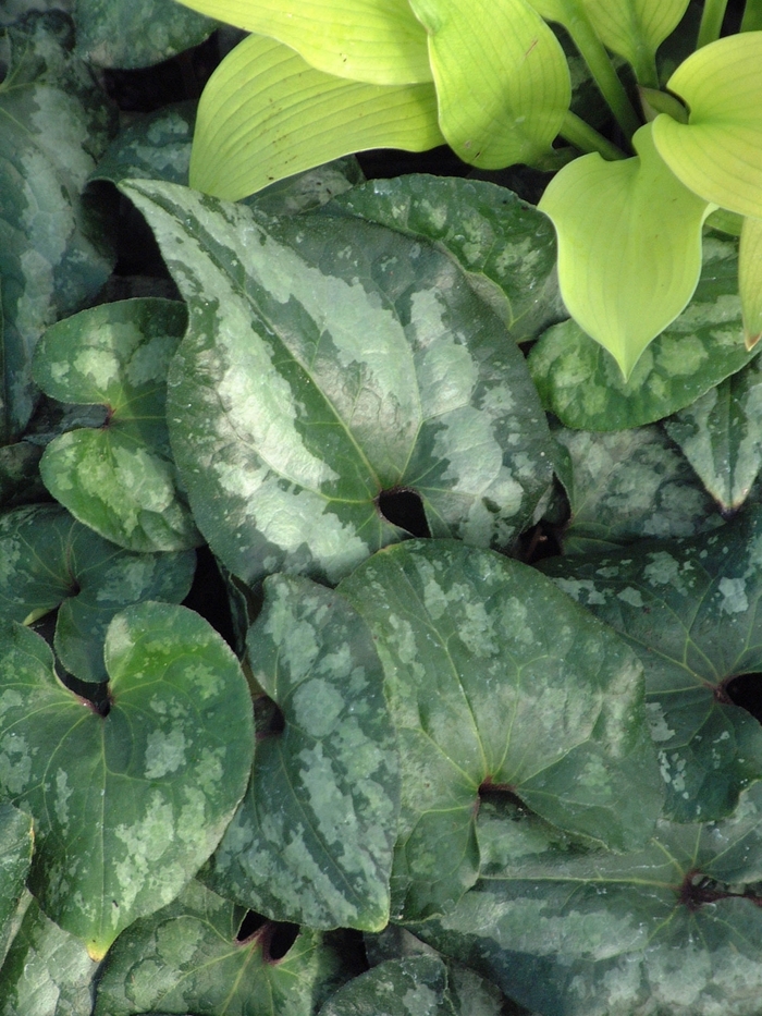 Showy Ginger - Asarum splendens from Roots Garden Center Inc