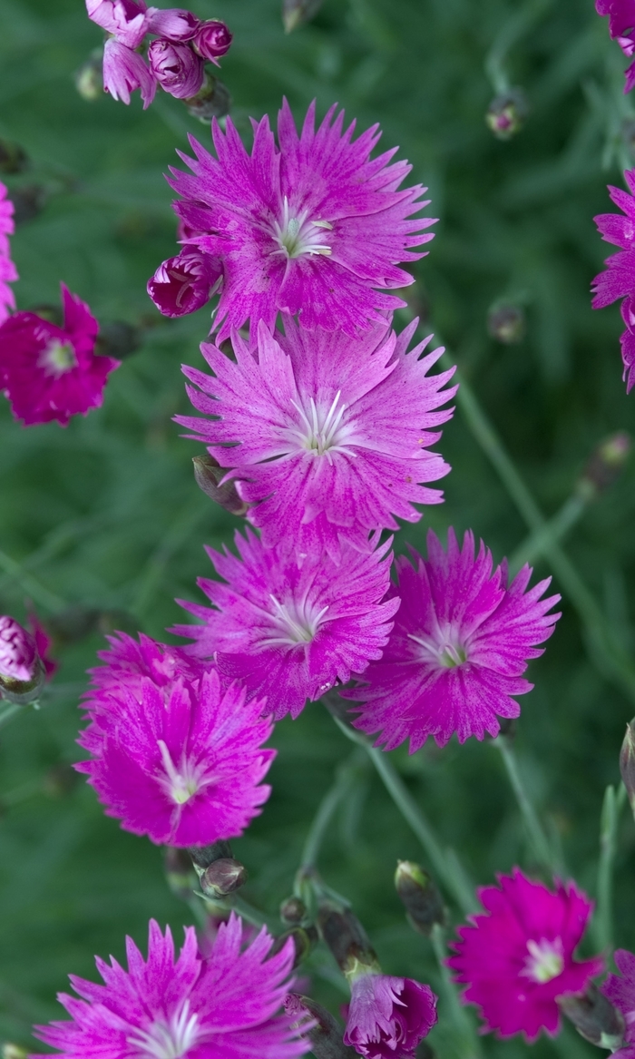 'Firewitch' Pinks-Cheddar - Dianthus gratianopolitanus from Roots Garden Center Inc