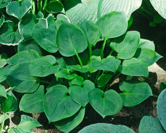 'Amber Tiara' Hosta, Plantain Lily - Hosta from Roots Garden Center Inc