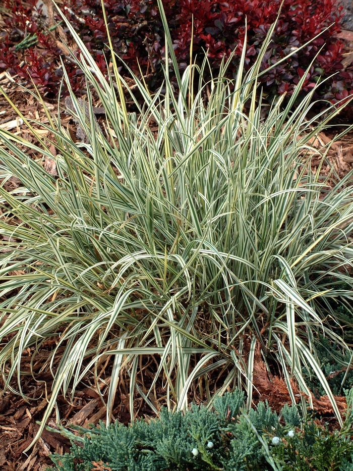 Bulbous Oak Grass - Arrhenatherum bulbosum 'Variegatum' from Roots Garden Center Inc