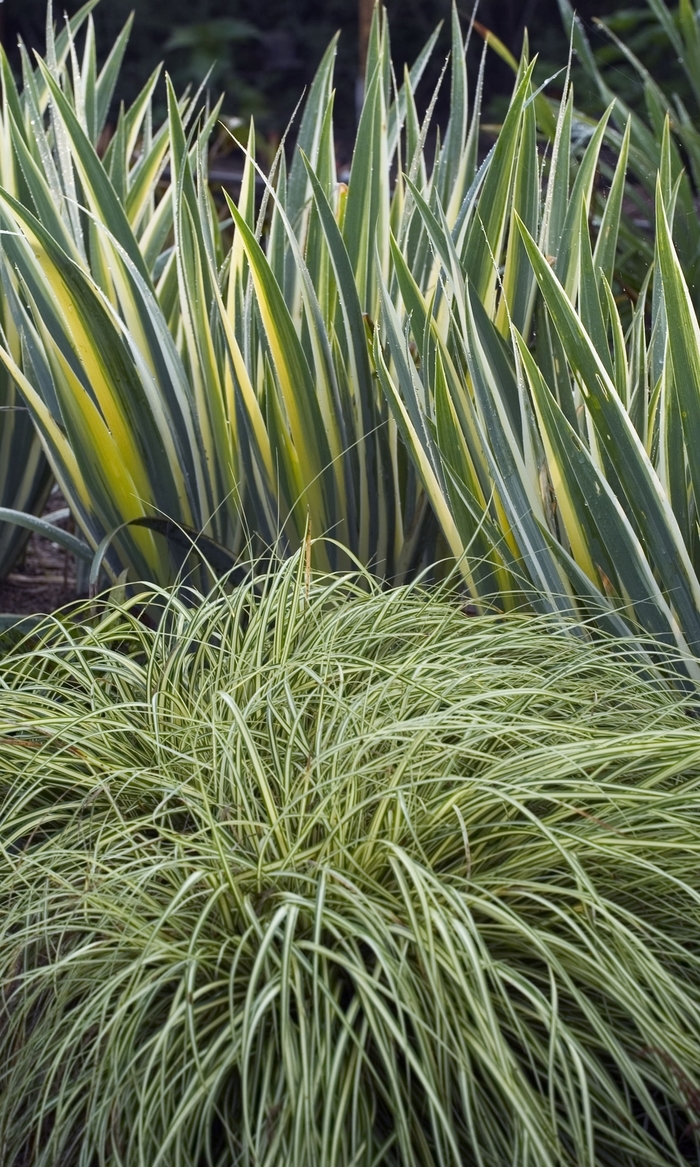 'Evergold' Sedge - Carex oshimensis from Roots Garden Center Inc