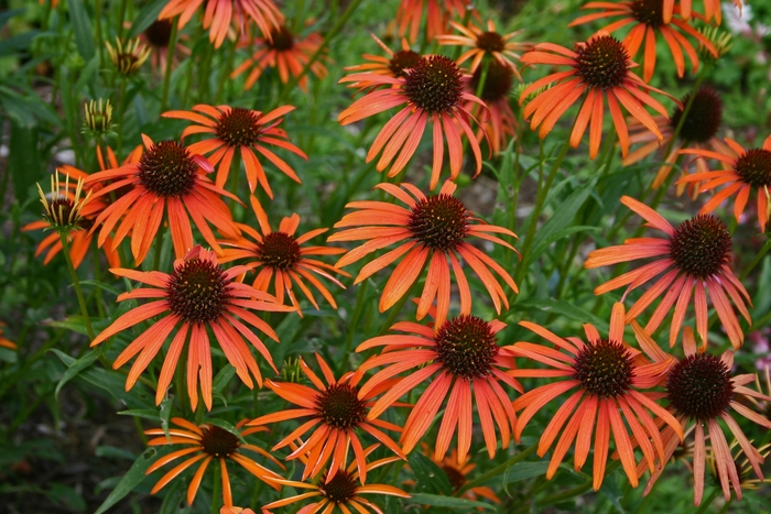 Orange Meadowbrite™ Coneflower - Echinacea ''Orange Meadowbrite™'' ''Art''s Pride'' PP15090 (Coneflower) from Roots Garden Center Inc