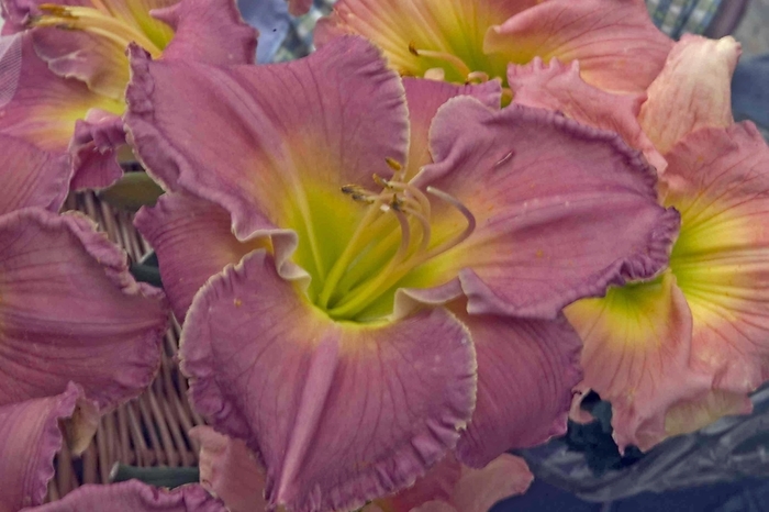 Daylily - Hemerocallis 'Advance Party' from Roots Garden Center Inc