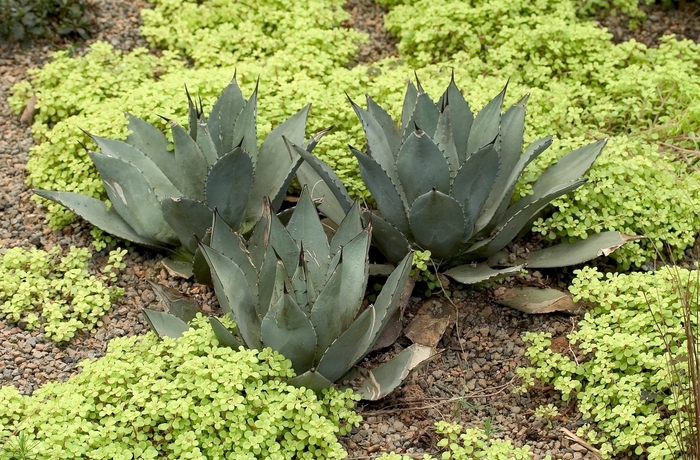 Agave - Agave parryi from Roots Garden Center Inc