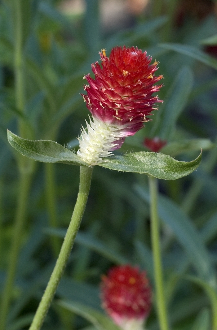 'Strawberry Fields' Bachelor's Button - Gomphrena globosa from Roots Garden Center Inc