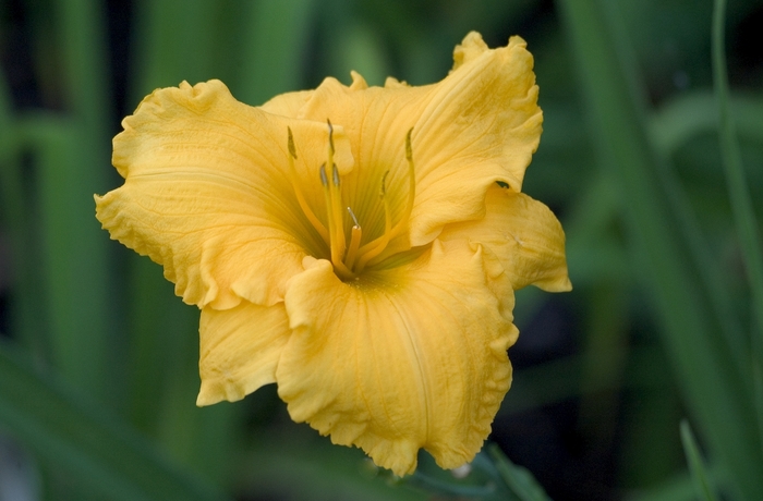 Daylily - Hemerocallis 'Brookwood Dorado' from Roots Garden Center Inc
