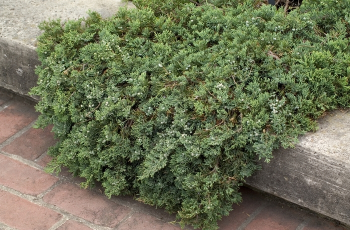'Wiltonii' Blue Rug Juniper - Juniperus horizontalis from Roots Garden Center Inc