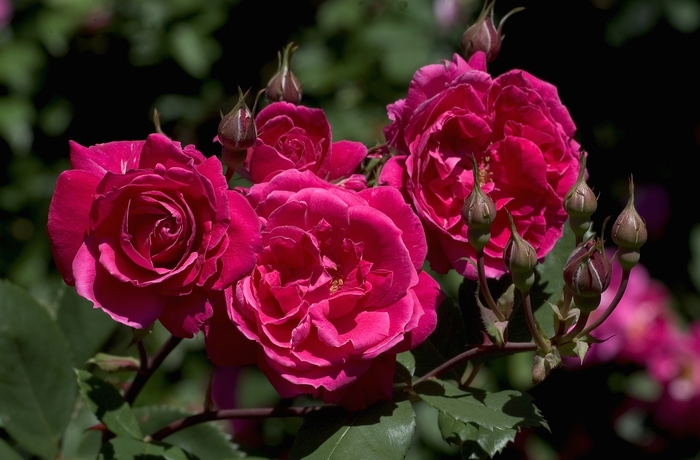 Rose - Rosa 'A. Mackenzie' from Roots Garden Center Inc