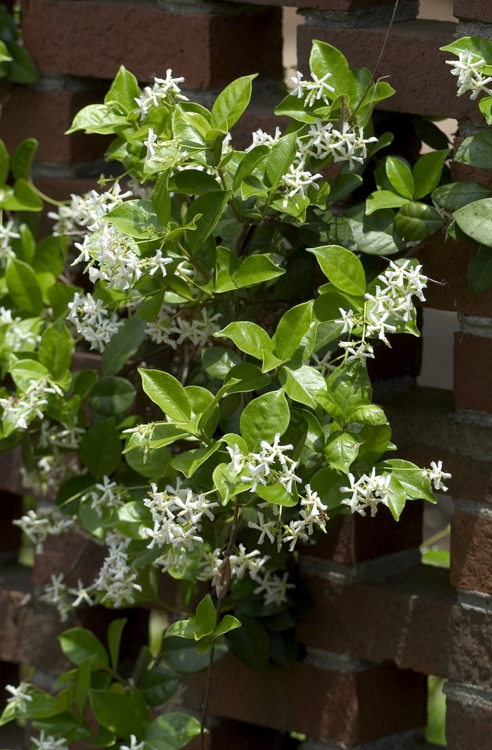 'Madison' Star Jasmine - Trachelospermum jasminoides from Roots Garden Center Inc