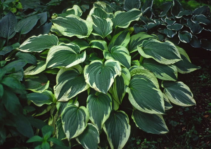'Antioch' - Hosta hybrid from Roots Garden Center Inc