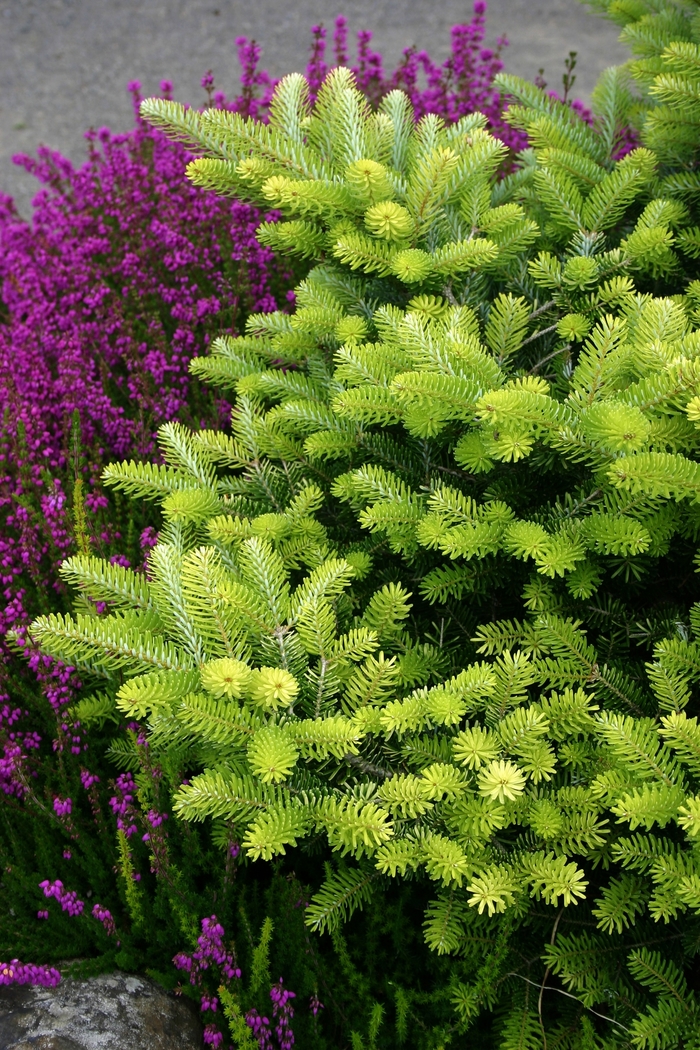 Korean Fir - Abies koreana 'Aurea' from Roots Garden Center Inc