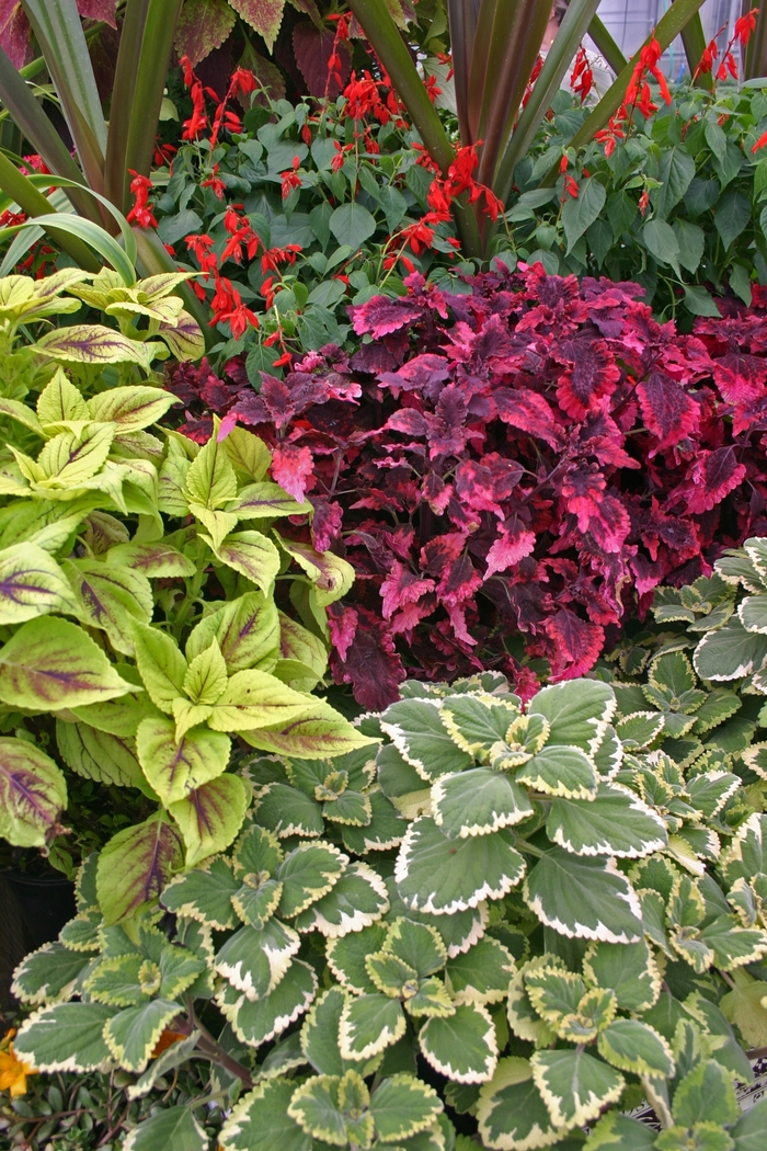 Assorted Coleus - coleus from Roots Garden Center Inc