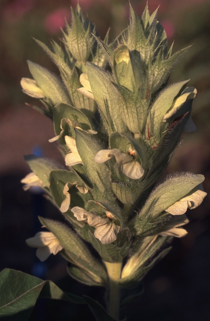 Bear's Breeches - Acanthus balcanicus from Roots Garden Center Inc