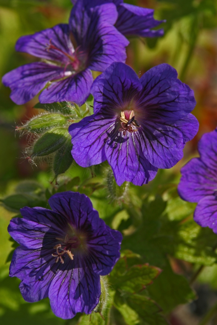 Cranesbill - Geranium 'Blue Blood' from Roots Garden Center Inc