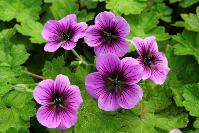 Nova Cranesbill - Geranium ''Nova'' (Cranesbill) from Roots Garden Center Inc