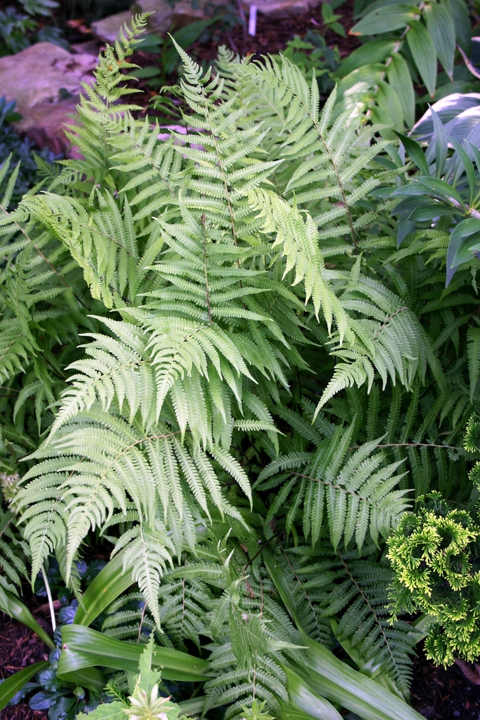 River Fern - Thelpteris kunthii from Roots Garden Center Inc