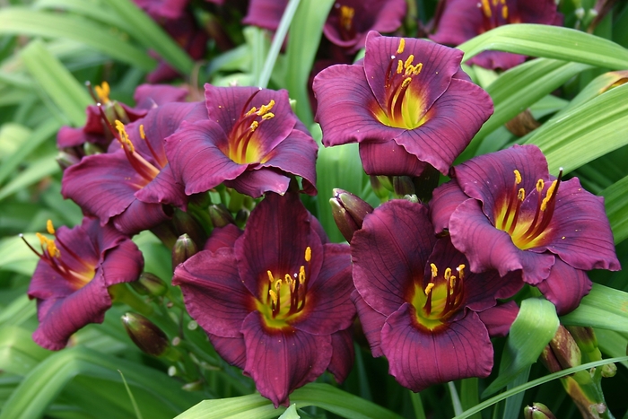 Daylily - Hemerocallis 'Baby Bear' from Roots Garden Center Inc