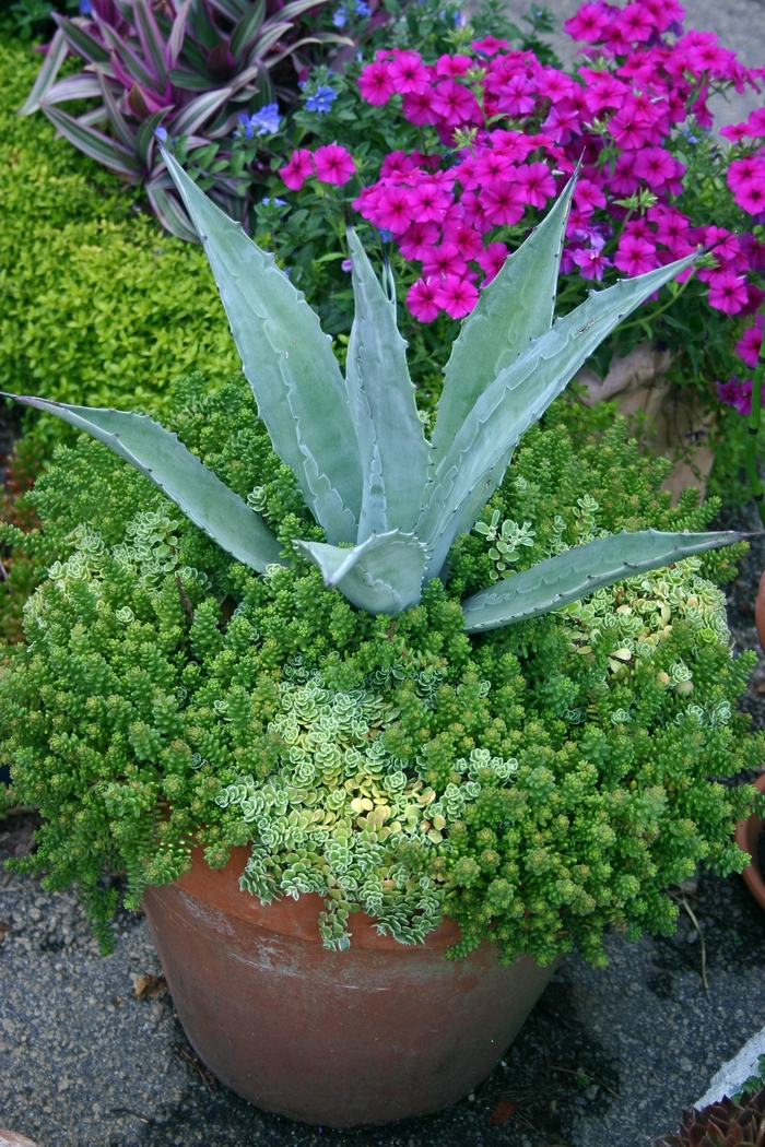 Century Plant - Agave from Roots Garden Center Inc