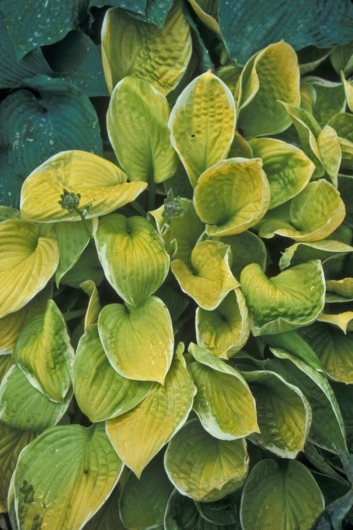 'Moon Glow' Hosta, Plantain Lily - Hosta from Roots Garden Center Inc