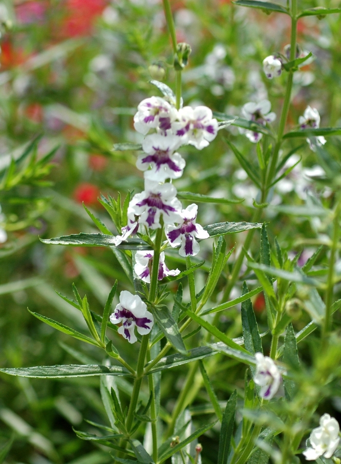Angelonia 'Angelface™ Blue Bicolor - Summer Snapdragon from Roots Garden Center Inc