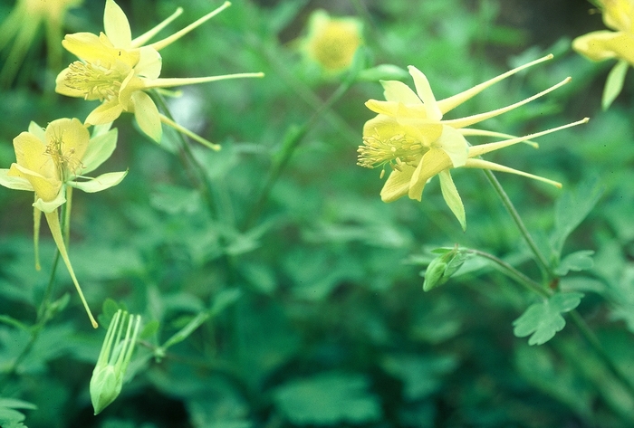 Texas Columbine - Aquilegia chrysantha var. hinckleyana from Roots Garden Center Inc
