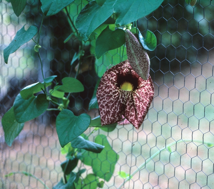 Large-flowered Dutchman's Pipe - Aristolochia grandiflora from Roots Garden Center Inc